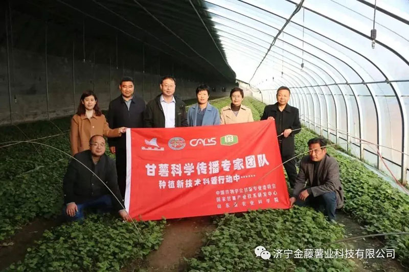 3月15日山東省農(nóng)業(yè)科學(xué)院副院長(zhǎng)張立明院長(zhǎng)，濟(jì)寧市農(nóng)科院國(guó)家甘薯體系專(zhuān)家黃成星主任到金藤公司指導(dǎo)生產(chǎn)